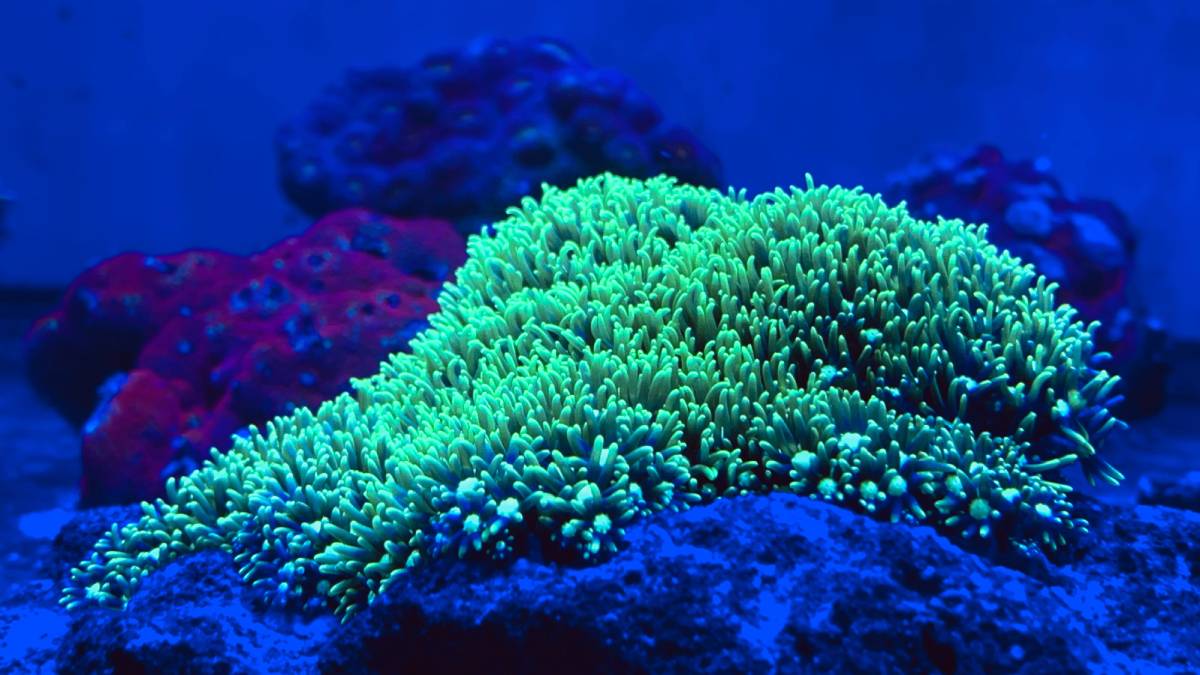 Dolphins use coral as medicine