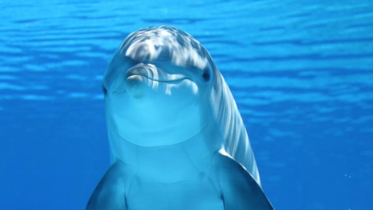 Dolphins use coral as medicine (Photo: Pixabay)
