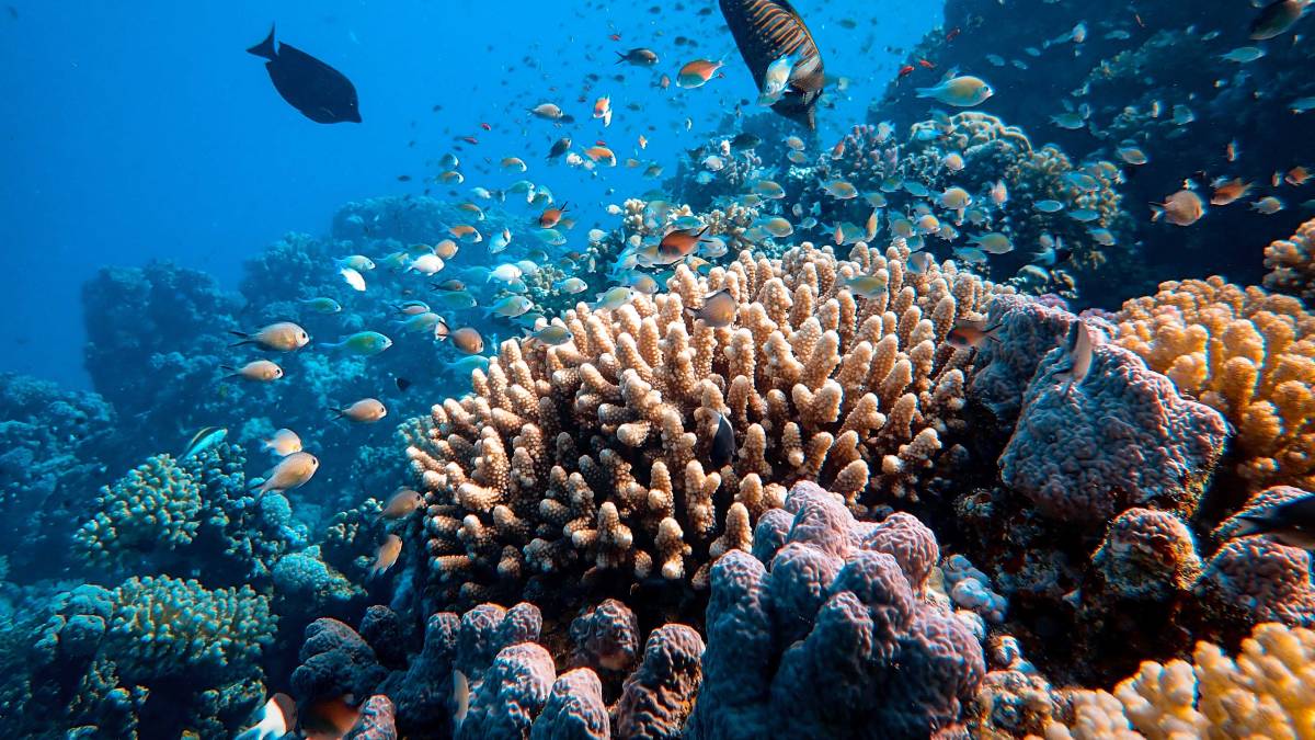 Dolphins use coral as medicine