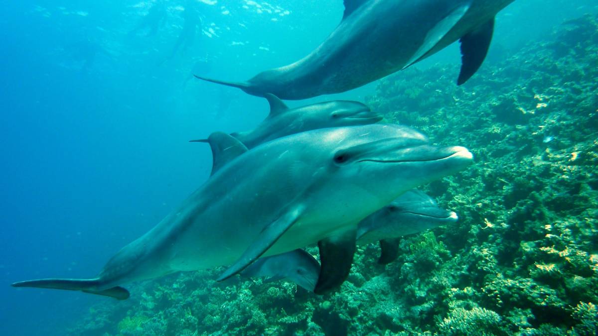Dolphins use coral as medicine