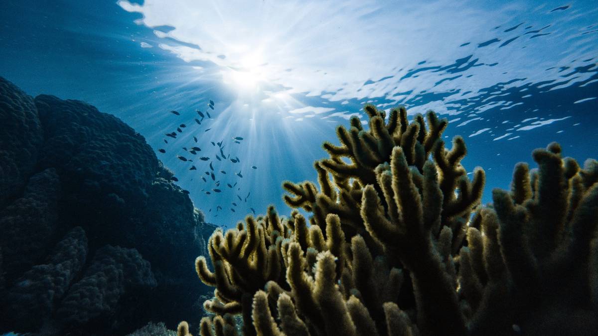 Dolphins use coral as medicine