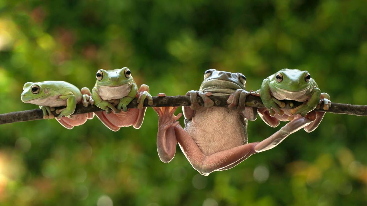 misdirected amplexus in frogs and tods