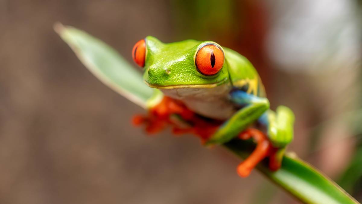 misdirected amplexus in frogs and tods