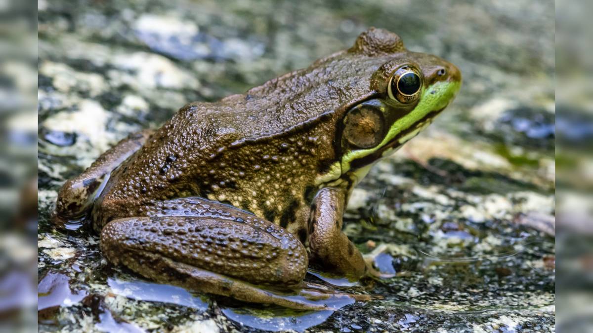misdirected amplexus in frogs and tods