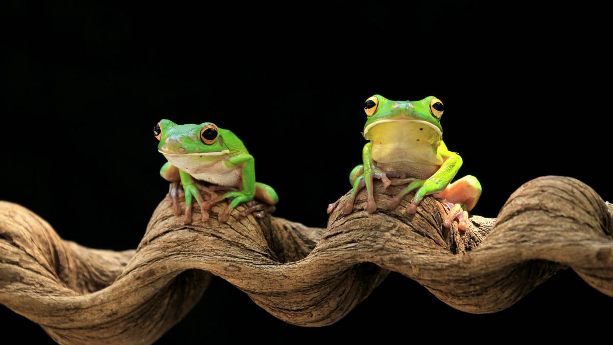 misdirected amplexus in frogs and tods