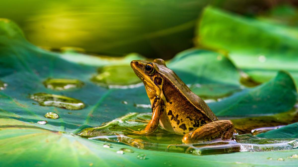 misdirected amplexus in frogs and tods