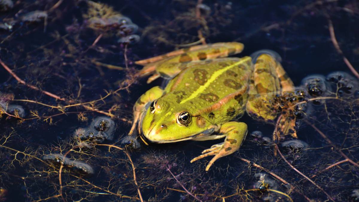 misdirected amplexus in frogs and tods