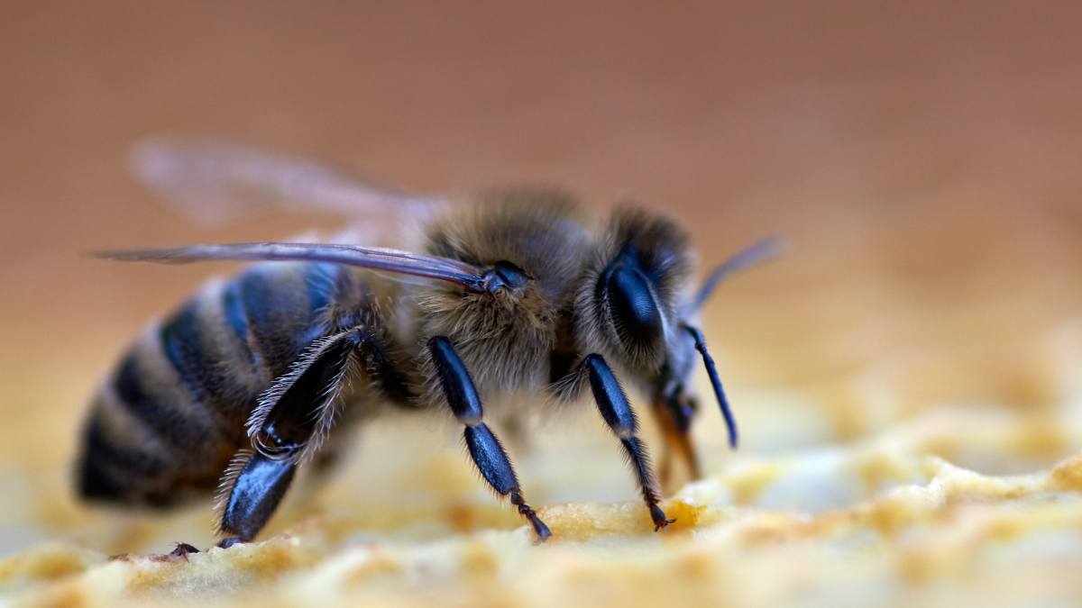 Do bees die if they sting you