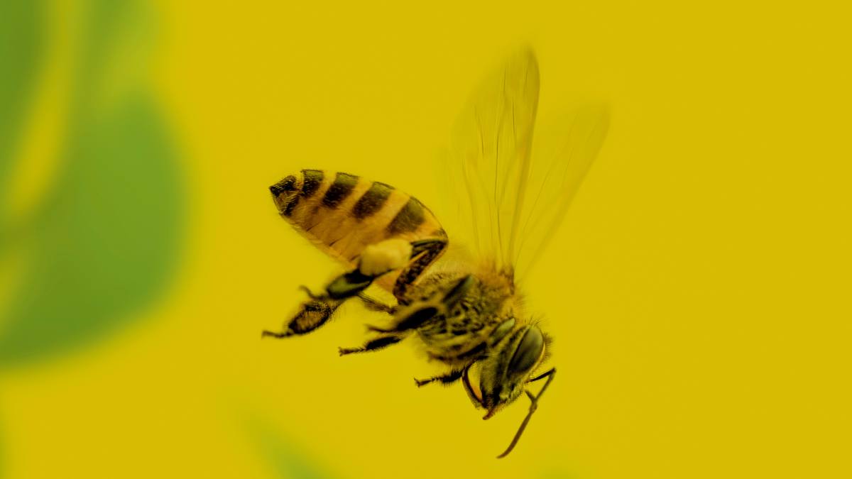 Do bees die if they sting you