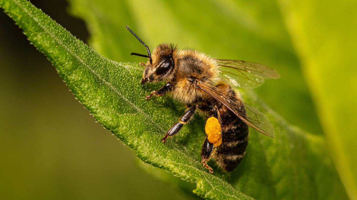 Do bees die if they sting you