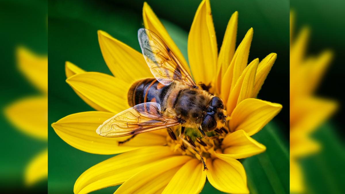 Do bees die if they sting you