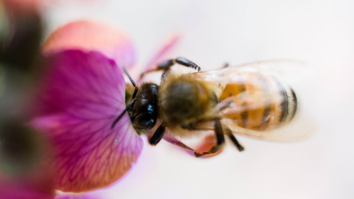 Do bees die if they sting you