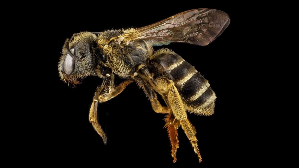 Do bees die if they sting you