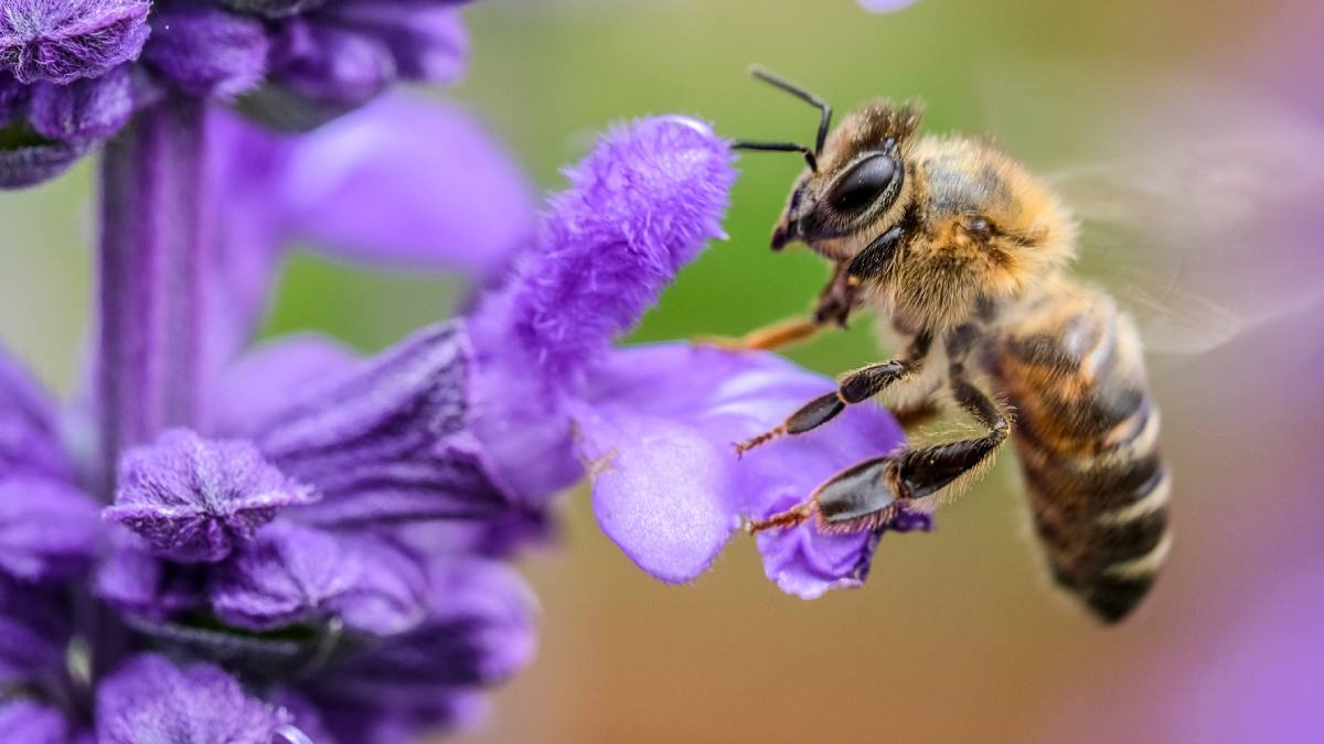 Do bees die if they sting you