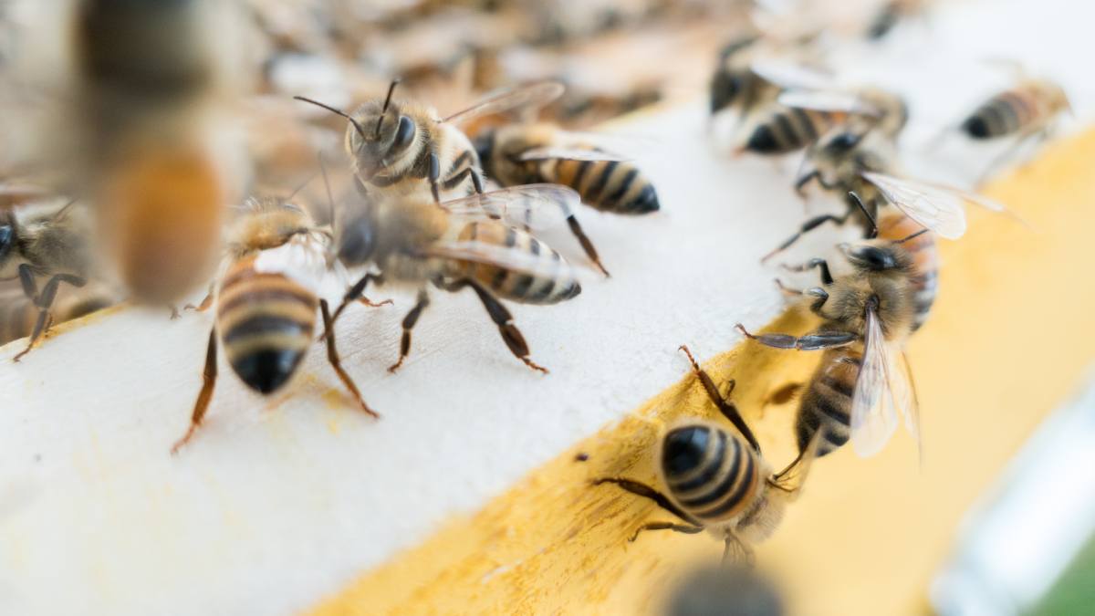 Do bees die if they sting you