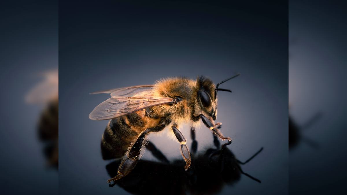 Do bees die if they sting you