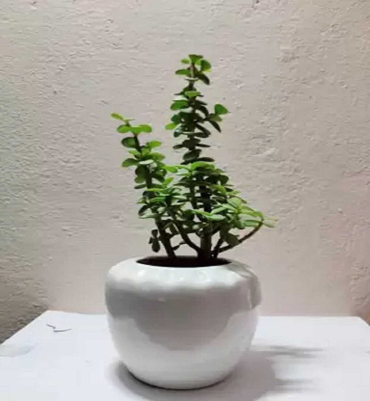 White Pot Plant