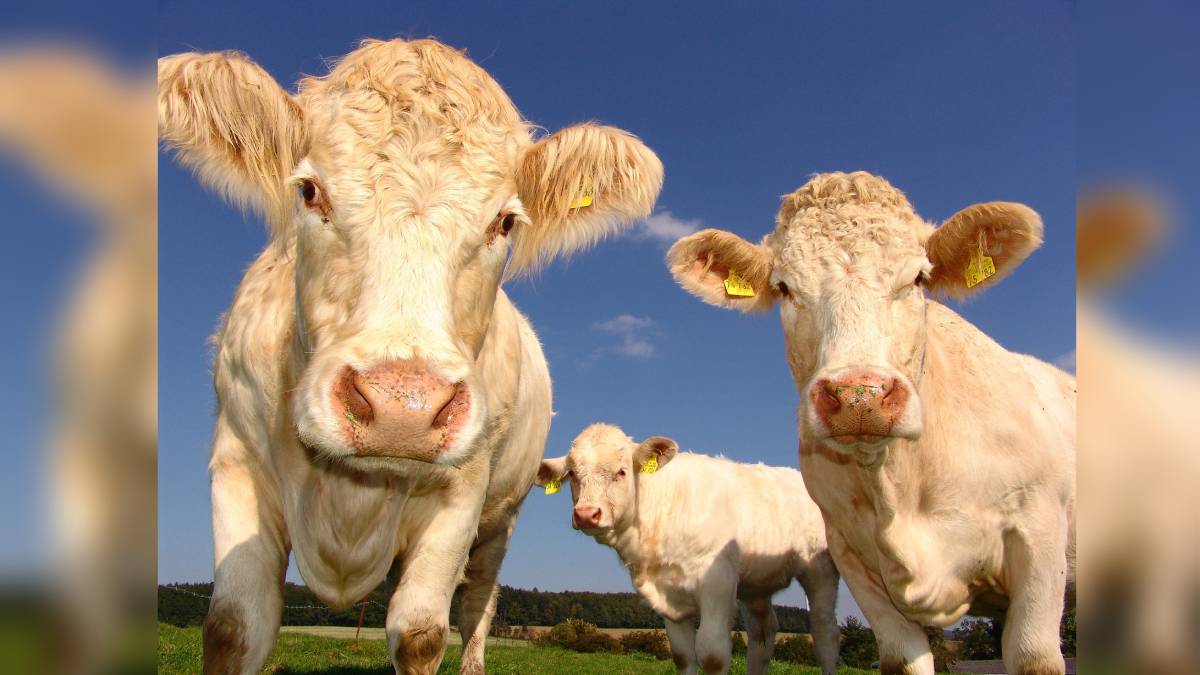 Methane emissions from cows