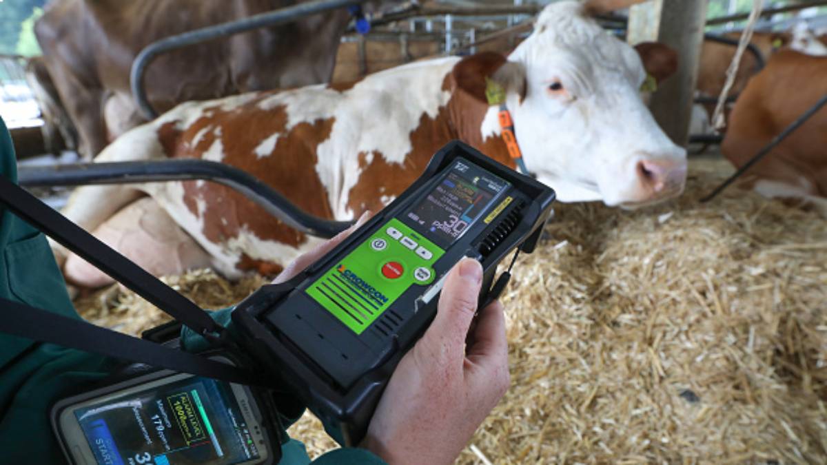 Methane emissions from cows