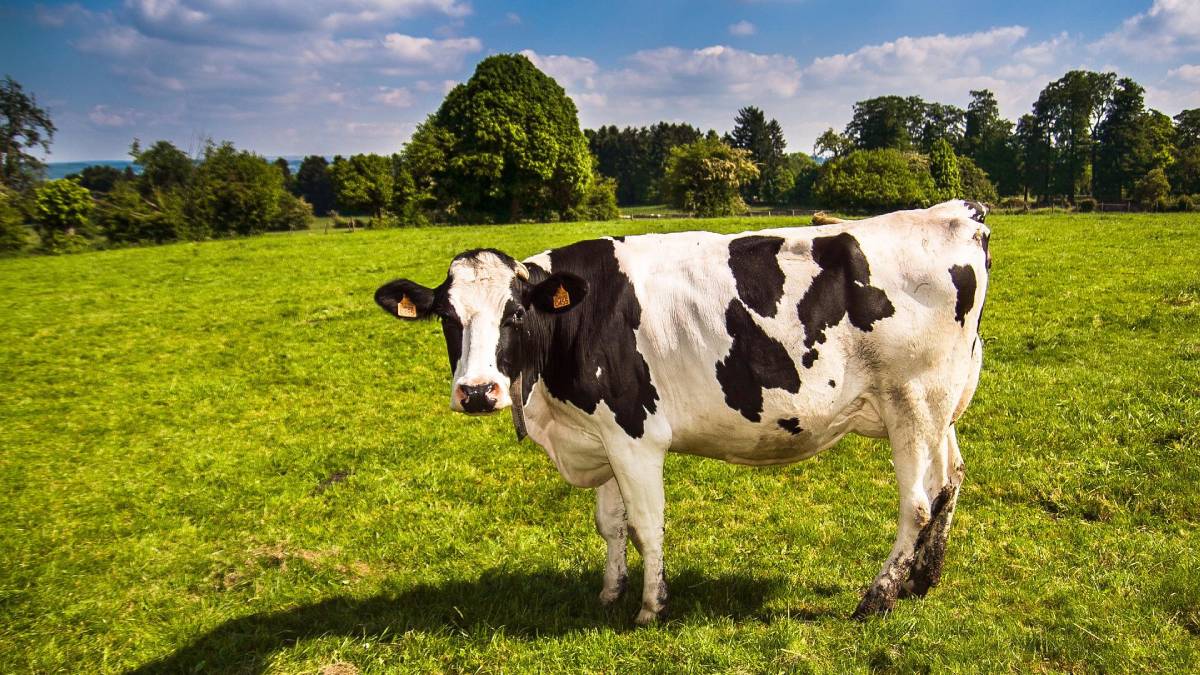Methane emissions from cows