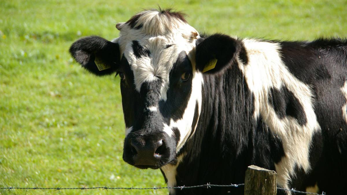 Methane emissions from cows