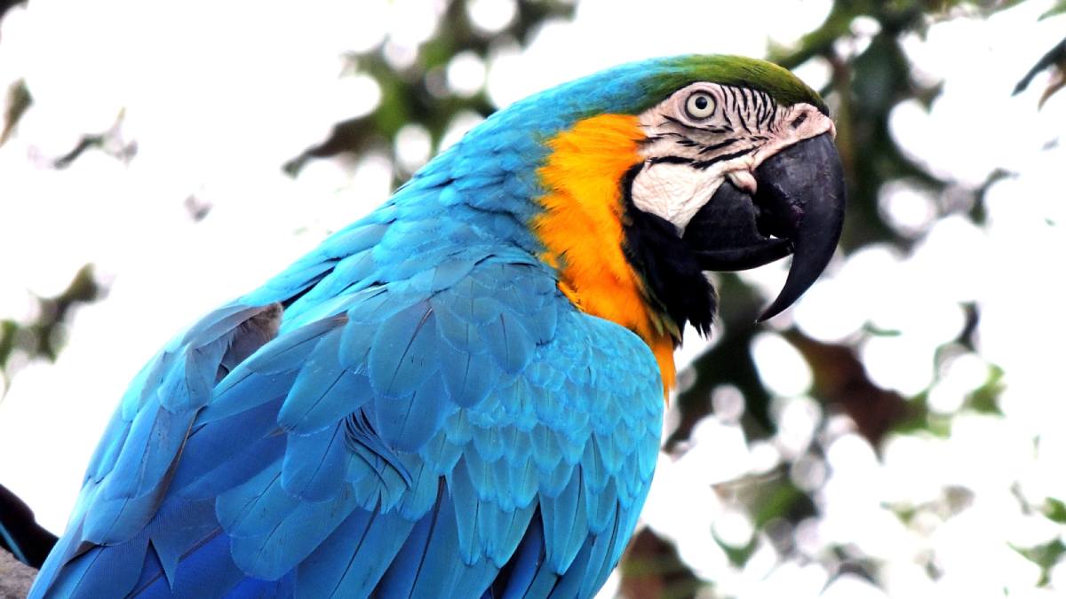 why do parrots live long