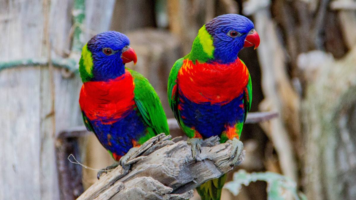 why do parrots live long