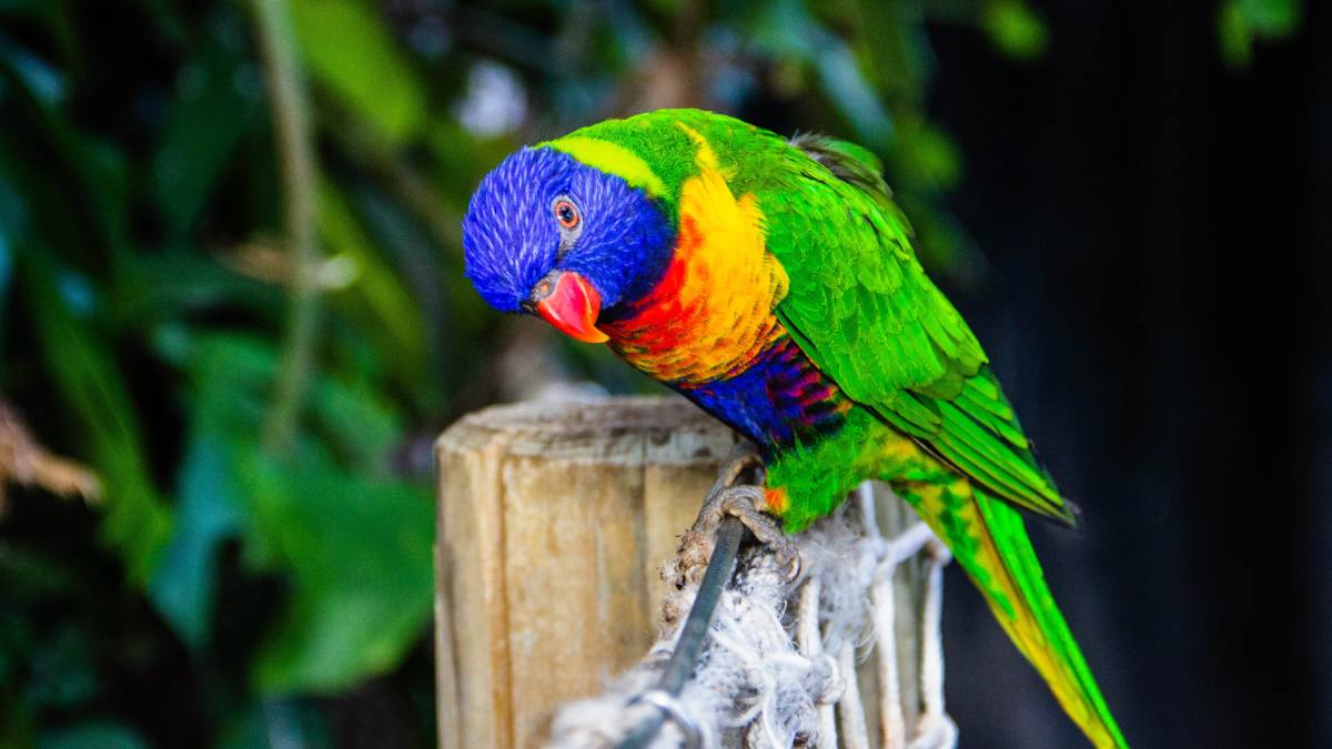 why do parrots live long