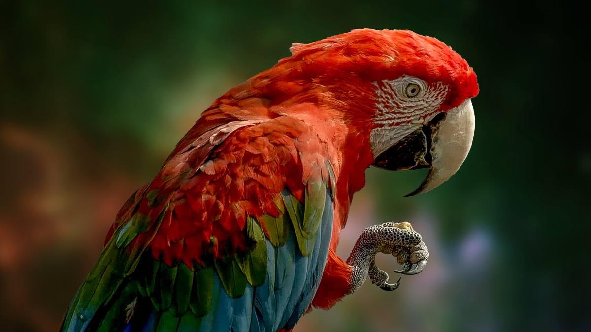 why do parrots live long