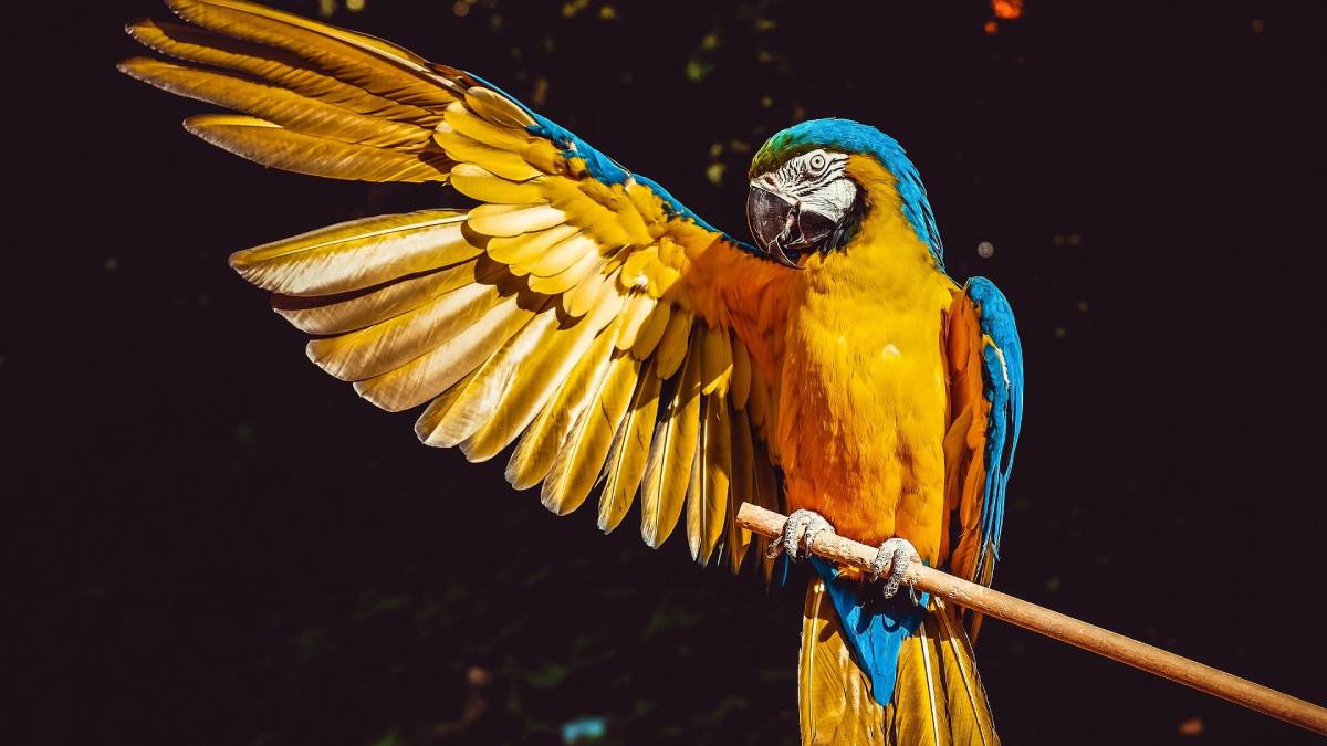 why do parrots live long