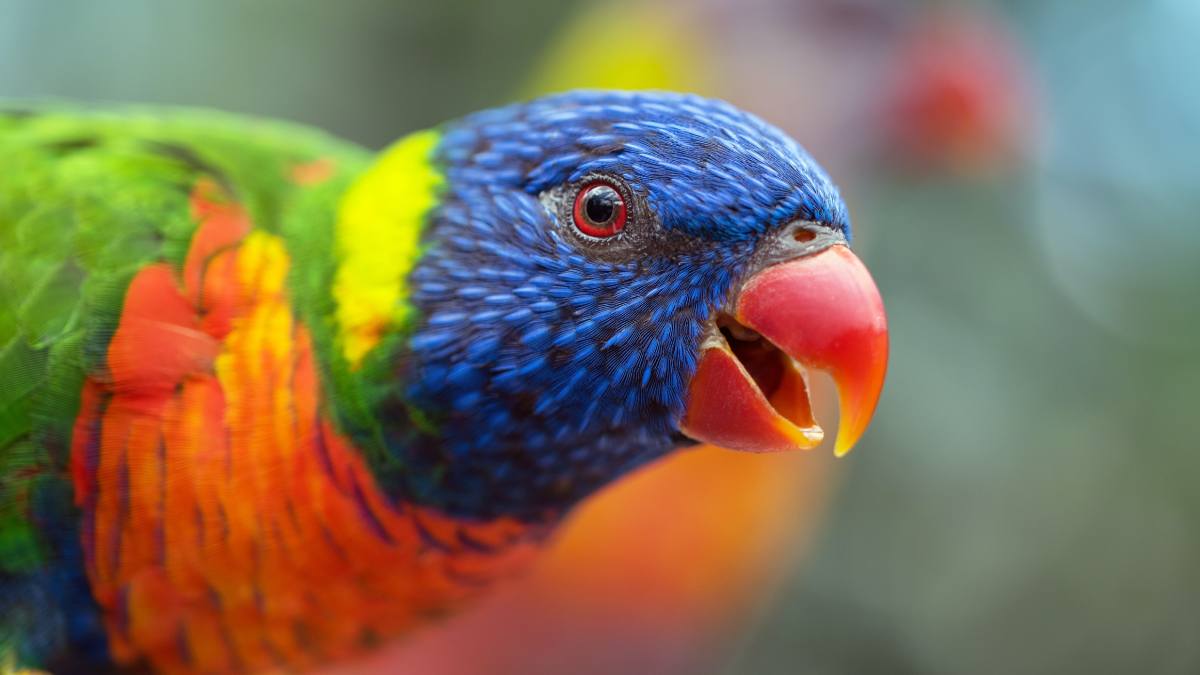 why do parrots live long