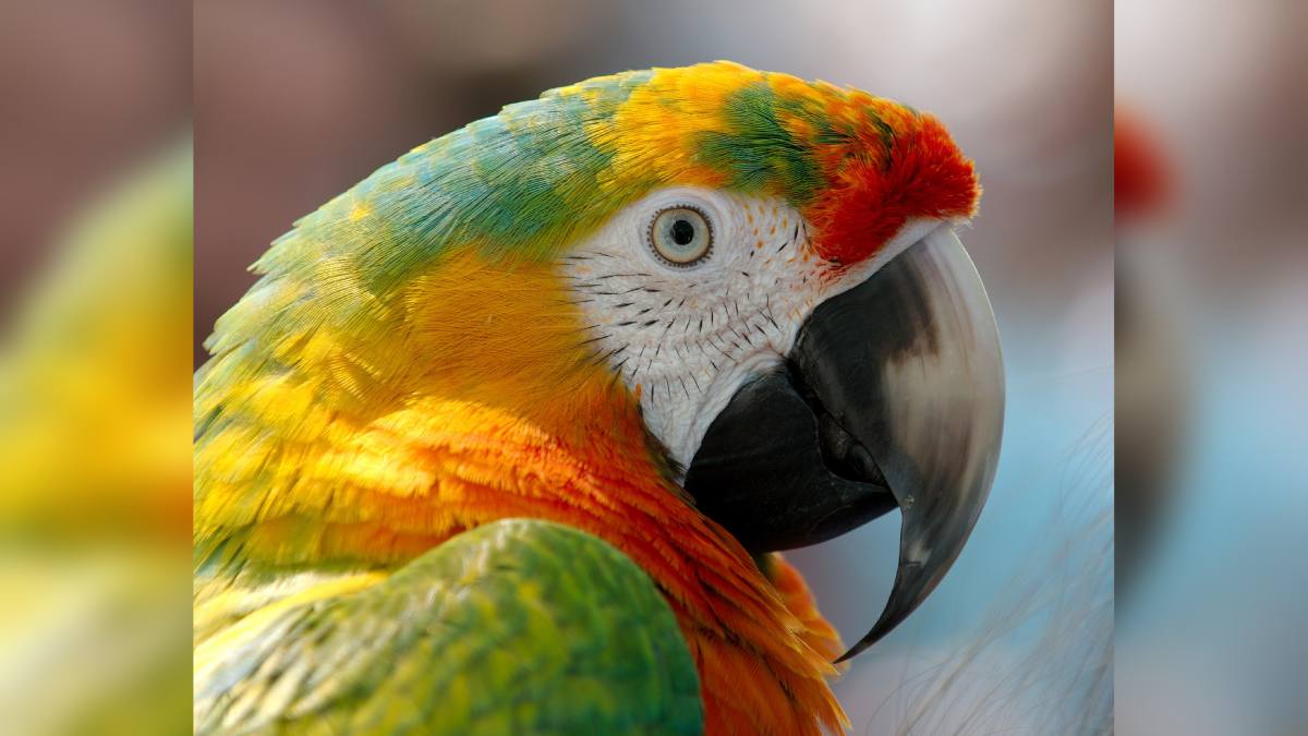 why do parrots live long