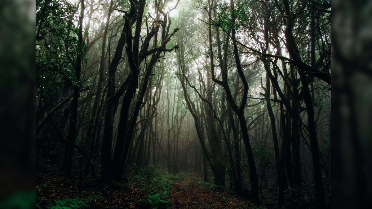 Rainforest trees are dying