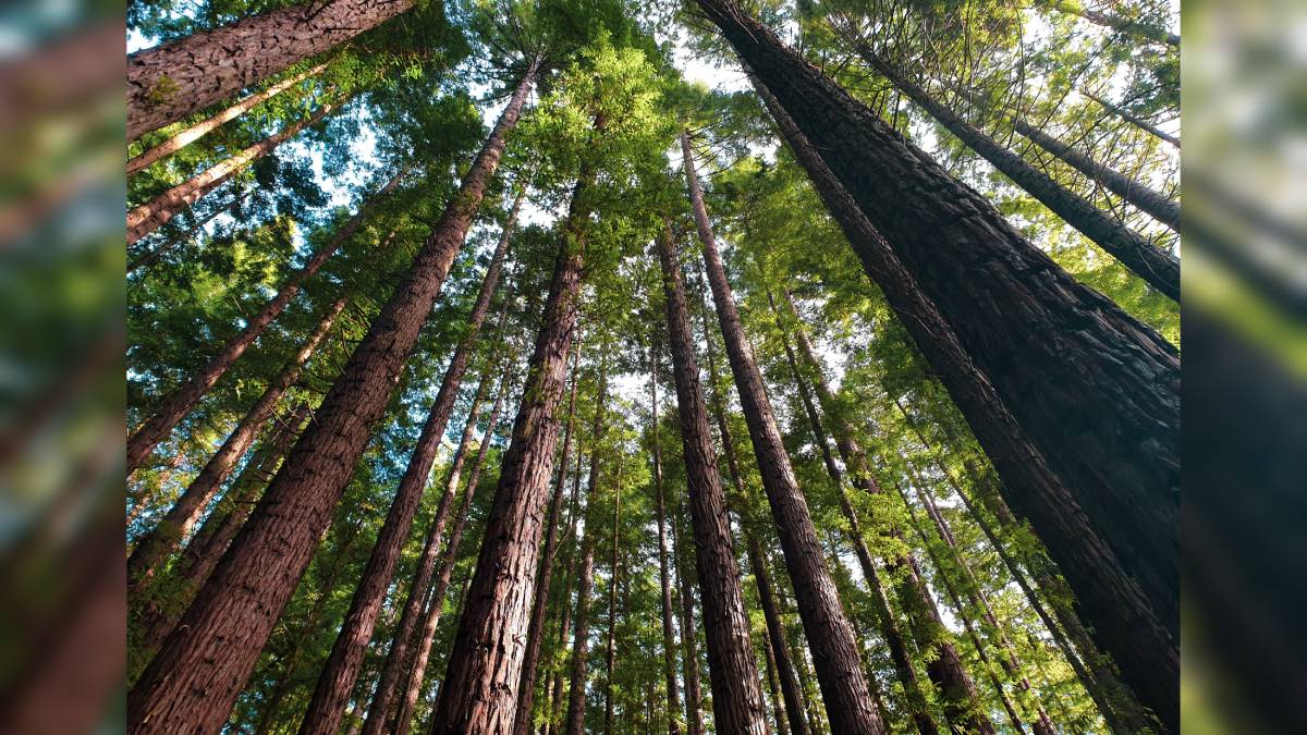 Rainforest trees are dying