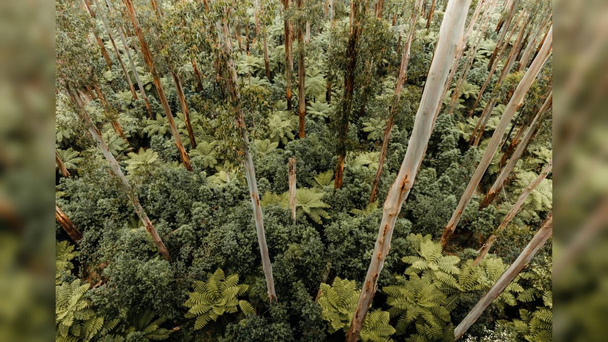 Rainforest trees are dying