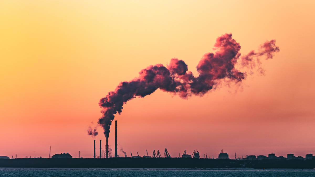 Rainforest trees are dying