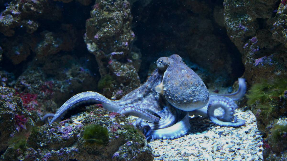 self destructing octopus