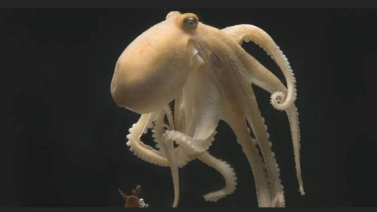 self destructing octopus