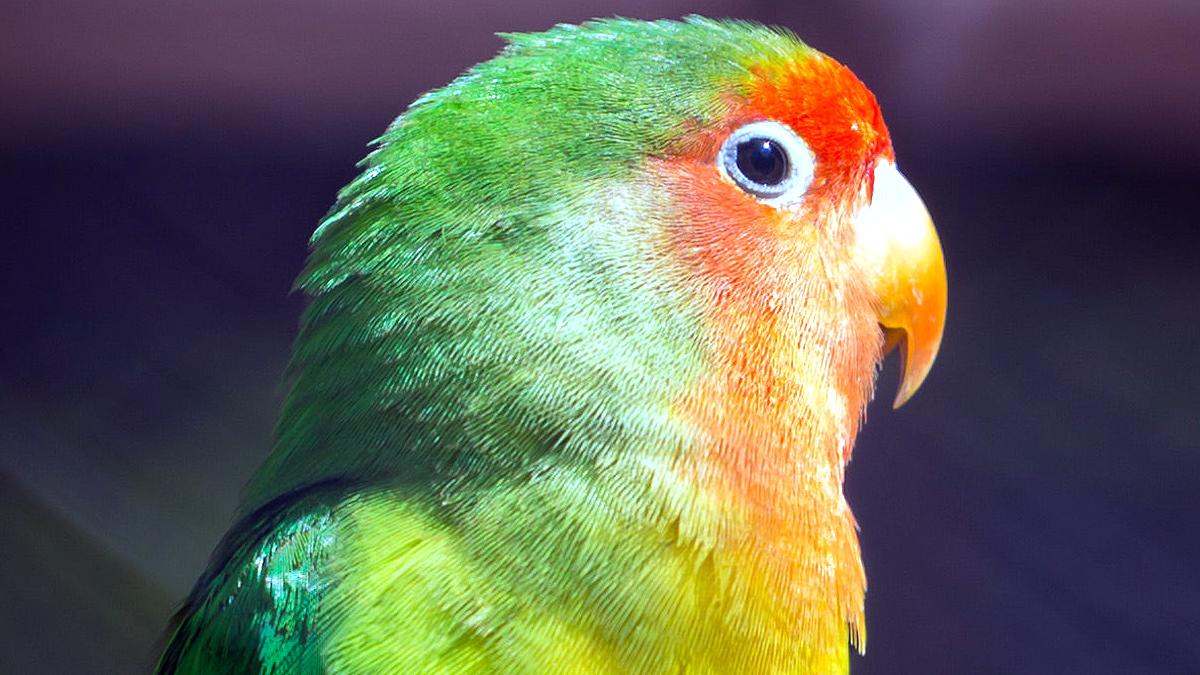 Parrot Found Walking on Three Legs using its mouth as limb