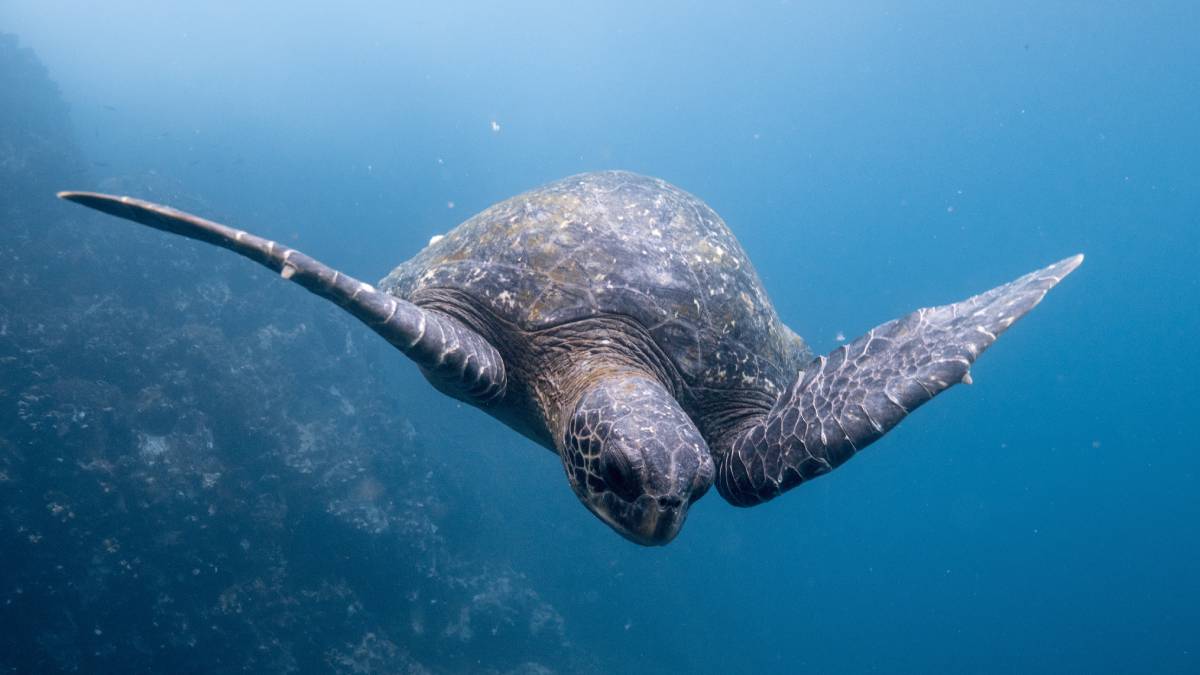 how turtles navigate