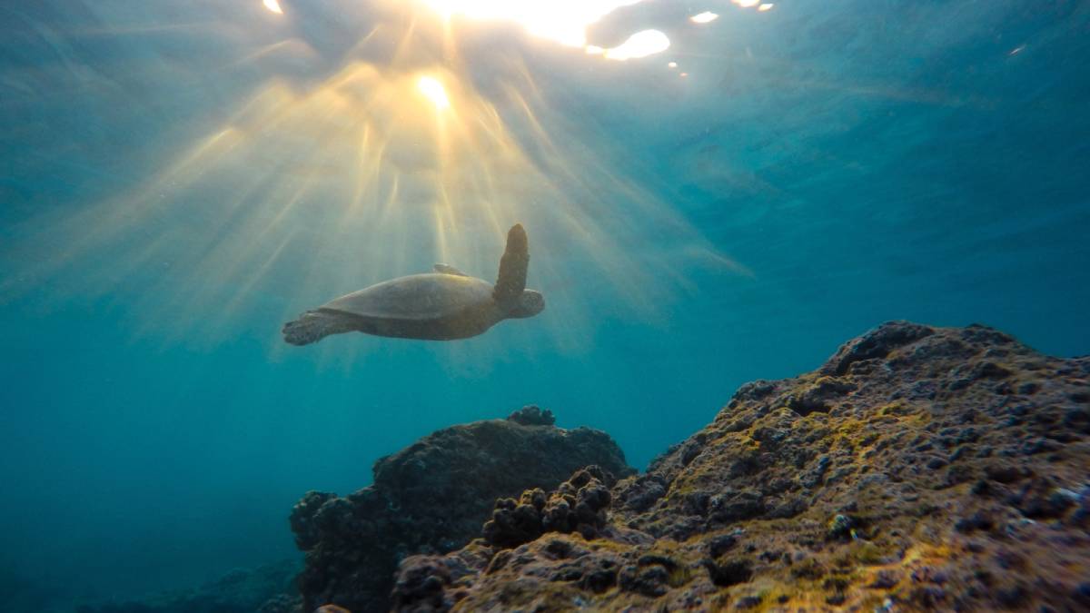 how turtles navigate