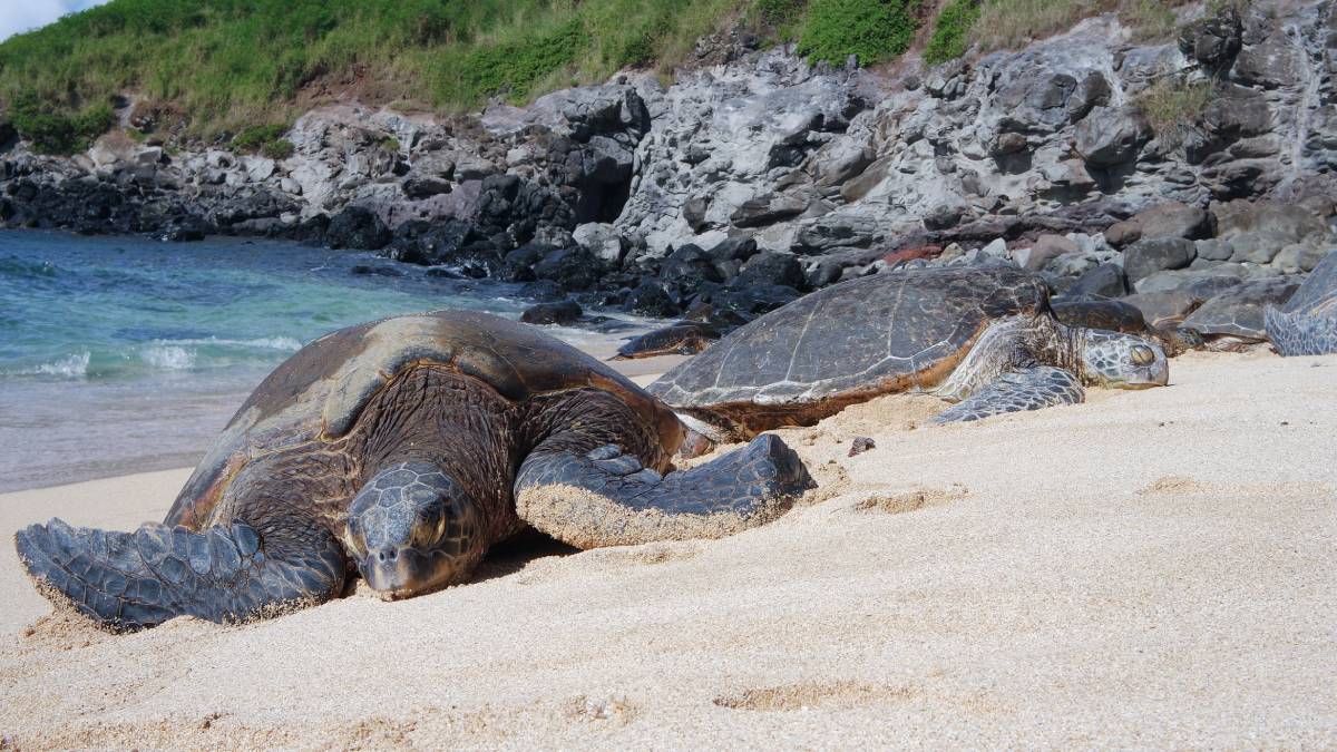 how turtles navigate