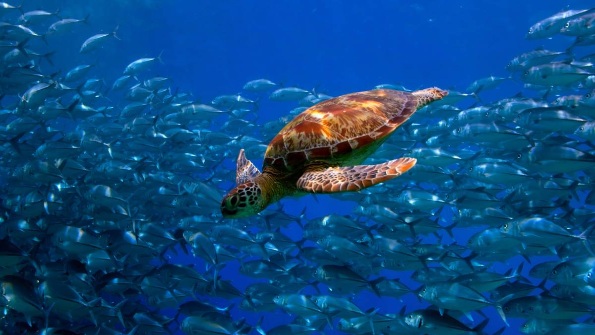 how turtles navigate