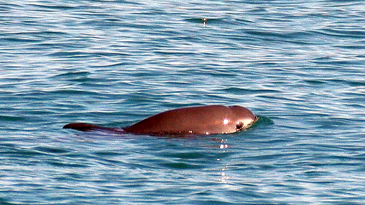 worlds most rarest sea mammal 