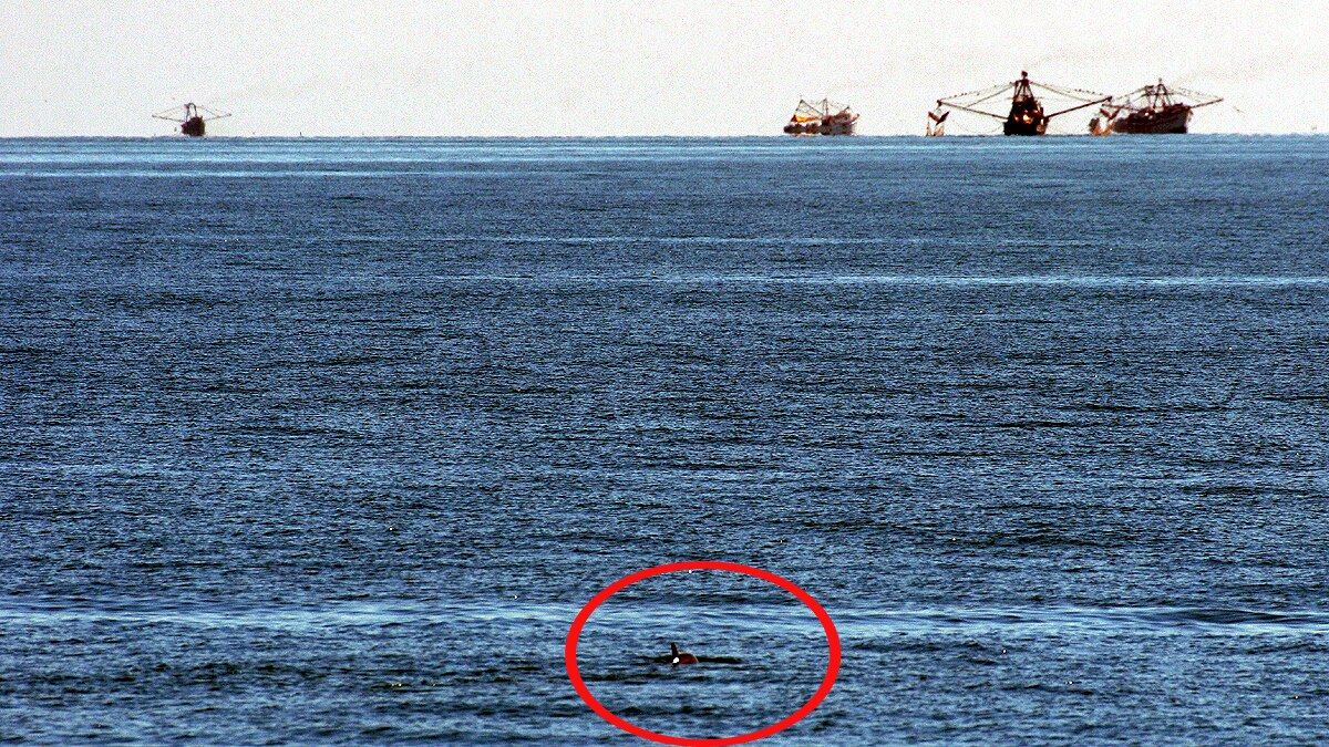 worlds most rarest sea mammal 