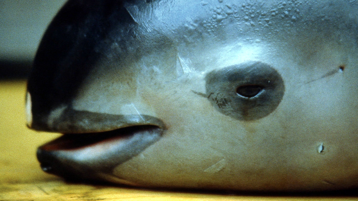 worlds most rarest sea mammal 