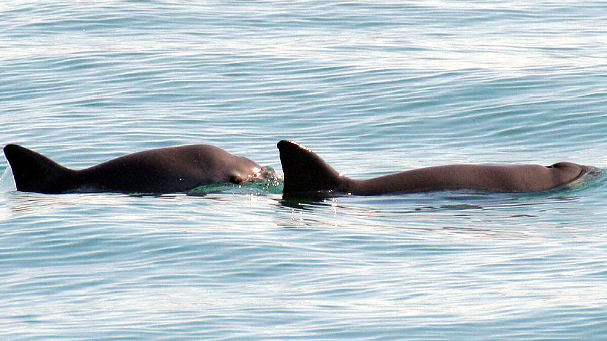 worlds most rarest sea mammal 