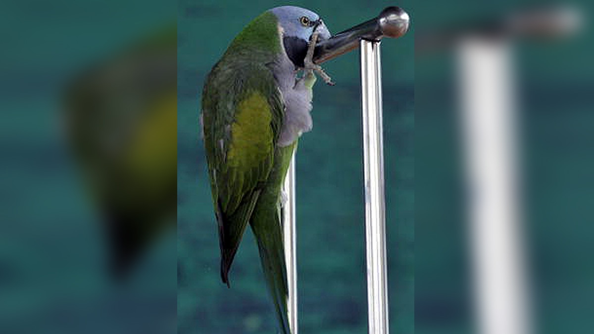 Three Legged Parrot