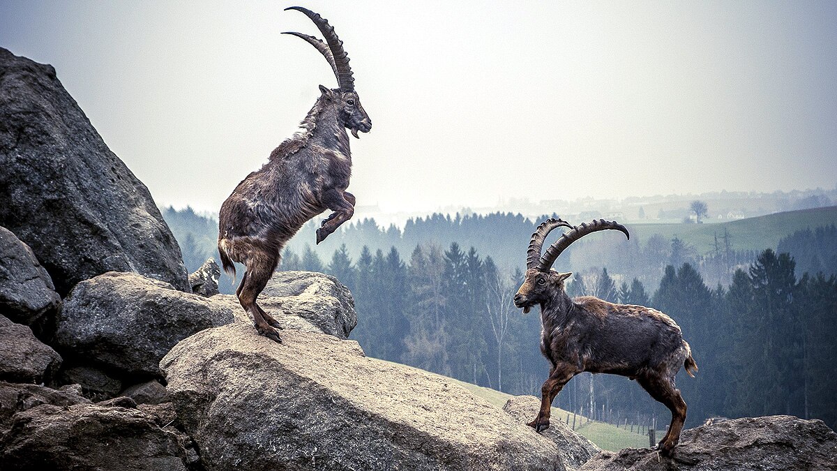 climate change virus swapping