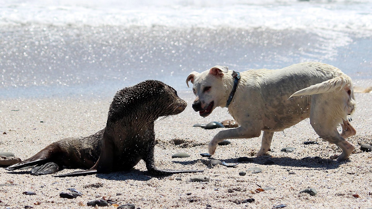 climate change virus swapping